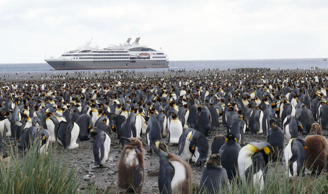 Los pingüinos transportan contaminantes por el impacto humano