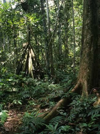 El CSIC celebrará este sábado el Día de la Biodiversidad con talleres y exposiciones en Madrid