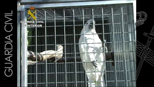 La operación Shamrock desarticula una banda que vendía loros en peligro de extinción