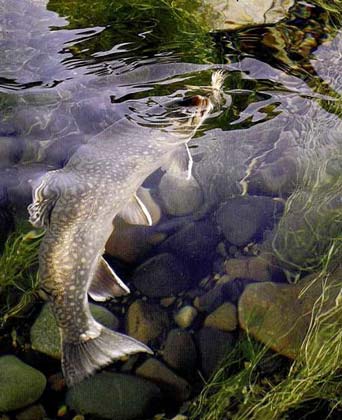 Medio Ambiente repuebla con 1.350 truchas el río Tera de Zamora