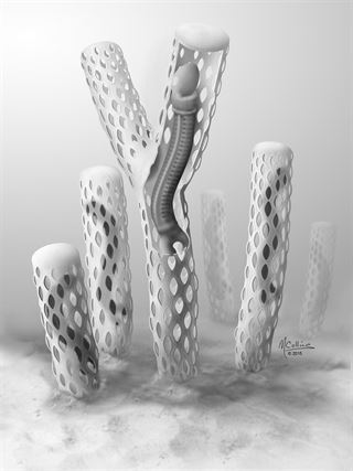 Qué sabes del gusano prehistórico que vivía en tubos submarinos