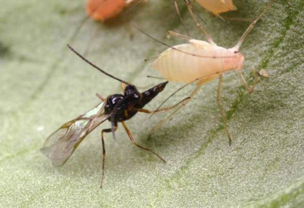 Las avispas parásitas ‘desactivan’ el sistema inmunitario de su huésped