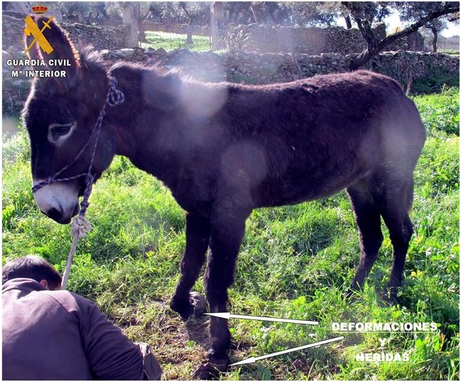 Bodonal de la Sierra (Badajoz) imputado un ‘salvaje’ por el maltrato continuo a un burro
