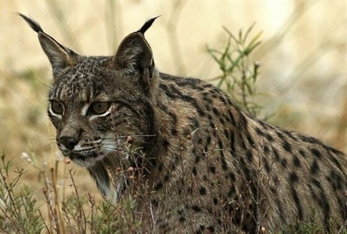 Se liberarán en enero 19 nuevos linces en Castilla – La Mancha