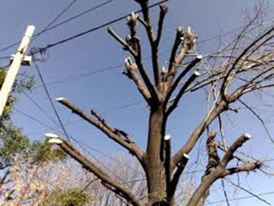 Podas ‘descerebradas’ en Aranjuez