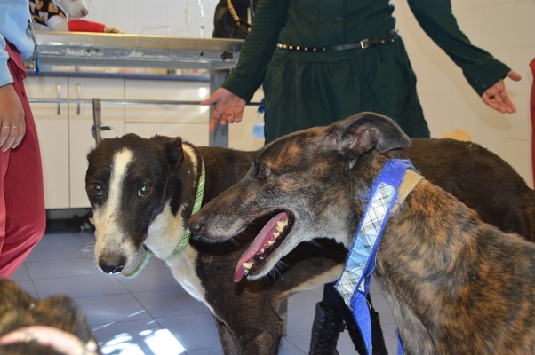 Abandono ‘masivo’ con el fin de la temporada de caza con galgo