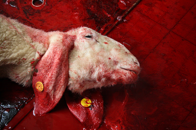 Nueva investigación revela la brutalidad de la matanza Halal.