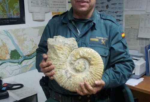Incautan en un mercadillo un ammonite de hace 60 millones de años que se vendía por 90 euros