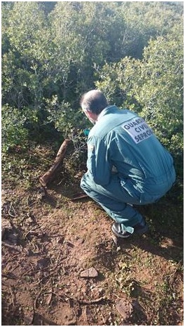 Imputan a un individuo por la muerte del lince Kairós