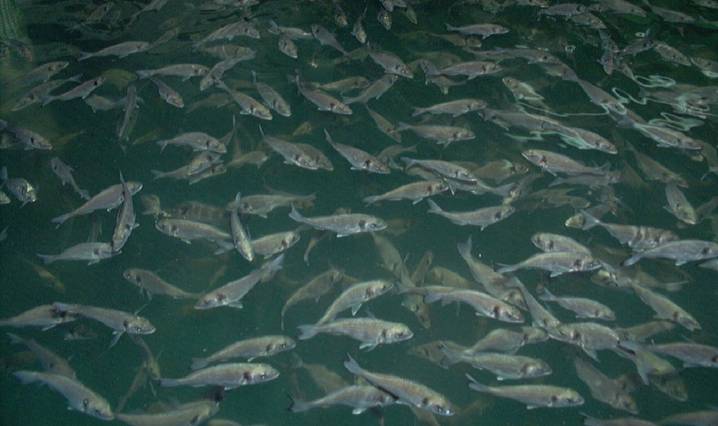 Antibiótico natural a base de ajo y cebolla para el pescado de piscifactoría