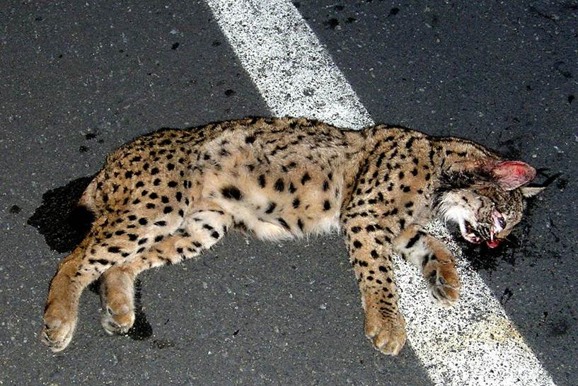 Sobreviven los cachorros de lince cuya madre fue atropellada en Guadalmellato (Córdoba)
