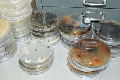 Microorganismos benéficos para la agricultura