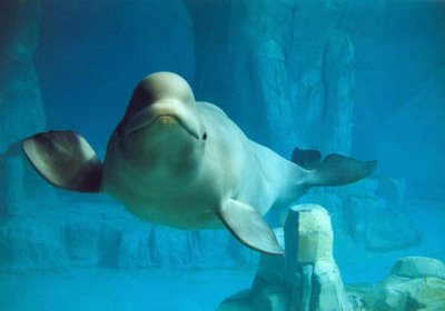 Exigen que las dos belugas del oceanográfico de Valencia sean trasladadas a un centro de recuperación marítimo.