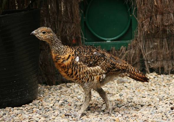 Responsables del Principado de Asturias y de la Fundación Biodiversidad visitan el Centro de Cría del Urogallo
