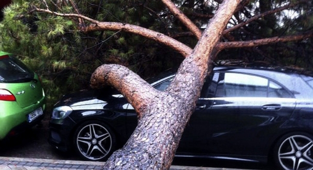 Por qué se caen los árboles y ramas de Madrid