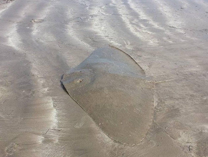 Atiracan inicia un año màs la campaña Proteger las mantelinas de canarias