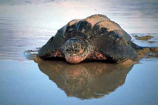 Protegen hábitat de la tortuga más grande del mundo en el Chocó