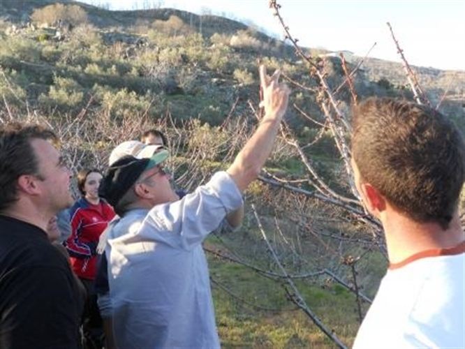 Extremadura. Un curso abordará en Garganta la Olla (Cáceres) el cultivo ecológico del cerezo