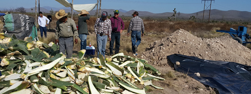Bioconversión de biomasa vegetal para uso industrial
