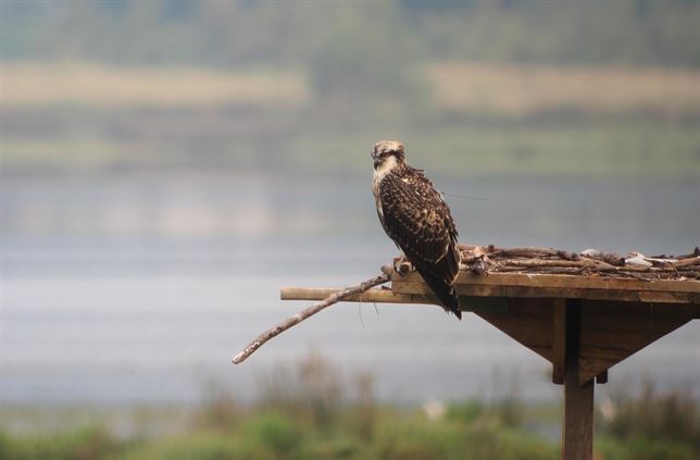 Euskadi. Urdaibai Bird Center y su proyecto en torno al águila pescadora