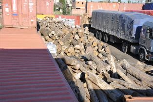 Ambiente secuestró 139.000 Kg. de Palo Santo con destino a China