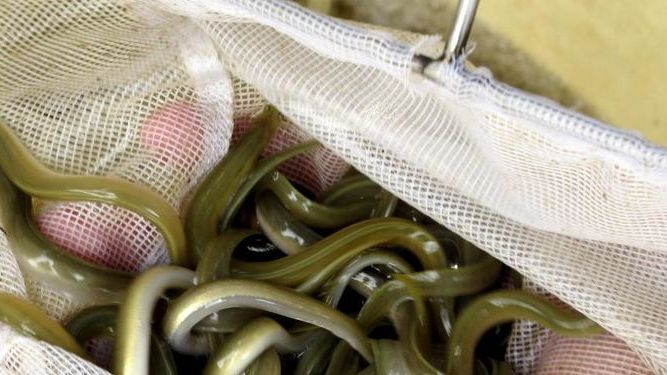 Andalucía firmará convenios con empresas de acuicultura de Cádiz para recuperar la anguila
