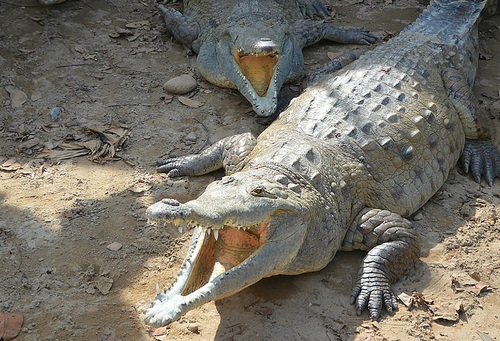 La adaptación de los cocodrilos a su territorio