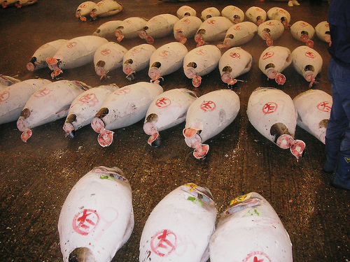 WWF insta a España a apoyar la prohibición del comercio de atún rojo