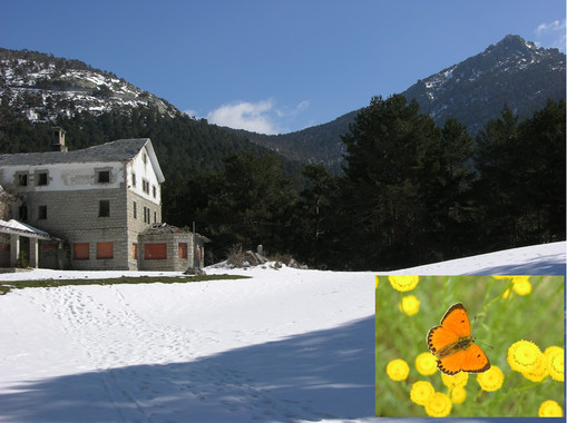 Las mariposas de la Sierra de Guadarrama se ‘mudan’ al ático