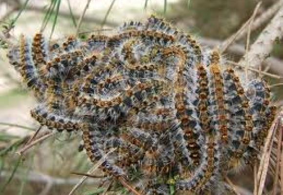 Parque Natural Sierra de Baza reduce el volumen de la plaga de la procesionaria