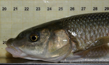 Proyecto para recuperar la carpa