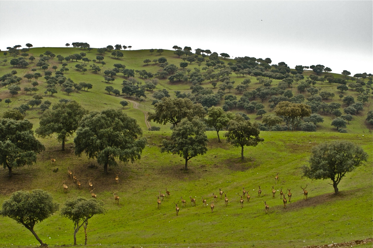 Junta invierte más de 14 millones en el Parque Natural de la Sierra de Andújar en 2010