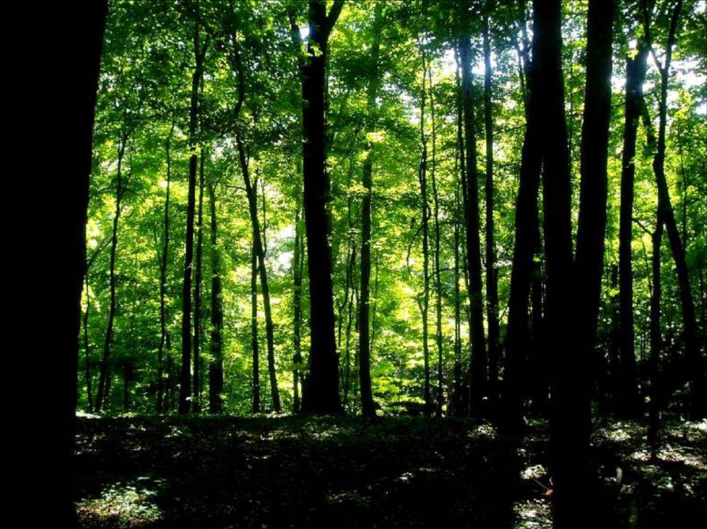 Ecuador planea recuperar 20 mil hectáreas de bosques