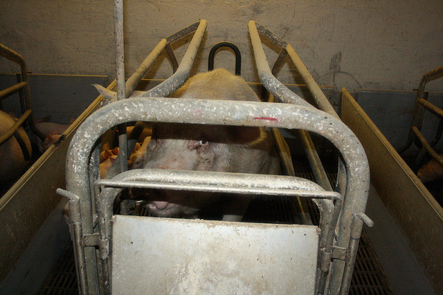 Horror en las granjas y mataderos de cerdos de Italia (vea video)