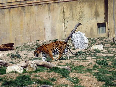 Terra Natura de Benidorm (Alicante) acoge el encuentro anual de la Asociación Ibérica de Zoos y Acuarios