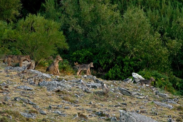 Los ataques de lobo en La Rioja son "esporádicos"