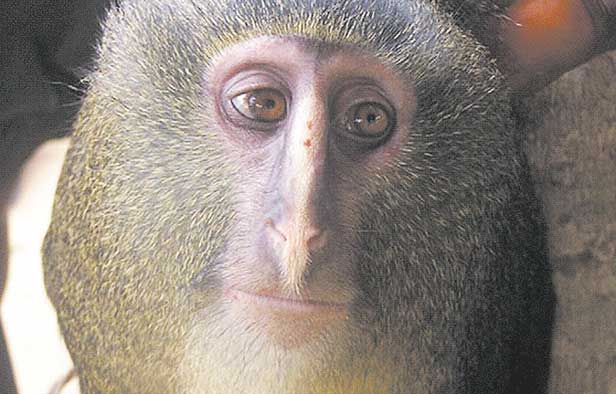 Nueva especie de mono africano