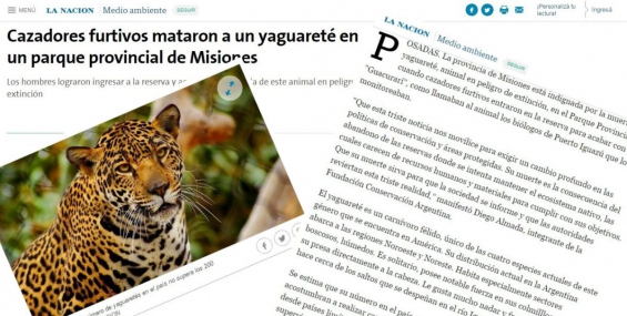Argentina. Desmintieron que hayan matado a un yaguareté en Misiones