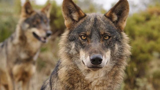 El lobo ‘culpable’ de todos los problemas económicos de la ganadería en Castilla y León…