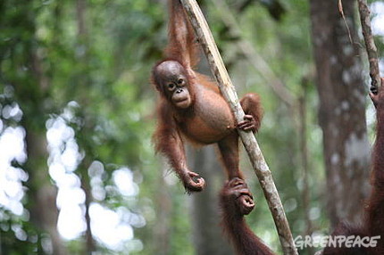 Campamento en la selva indonesia para luchar contra el cambio climático