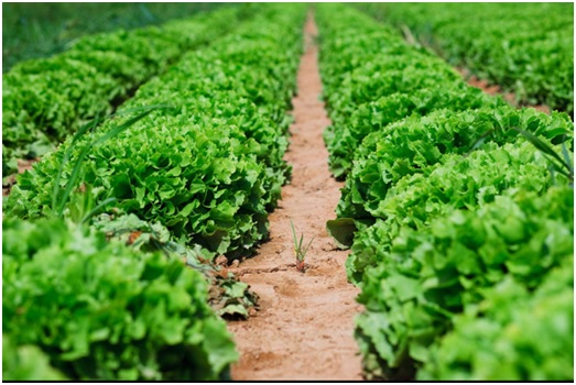 INTERECO pone en marcha un curso de formación en el control de la producción ecológica