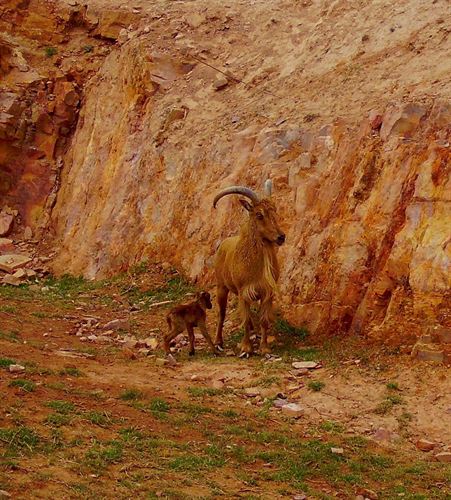 Murcia. Nacimiento de un arruí en Terra Natura