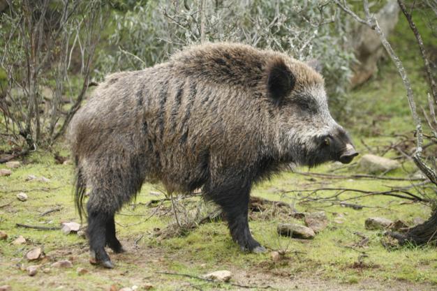 Sanse captura ocho jabalíes vivos en la Comunidad de Madrid