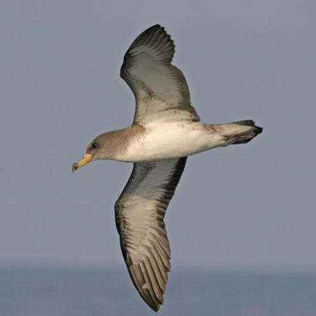 Galicia. El ave amenazada Pardela cenicienta se instala en las Islas Atlánticas (Pontevedra)