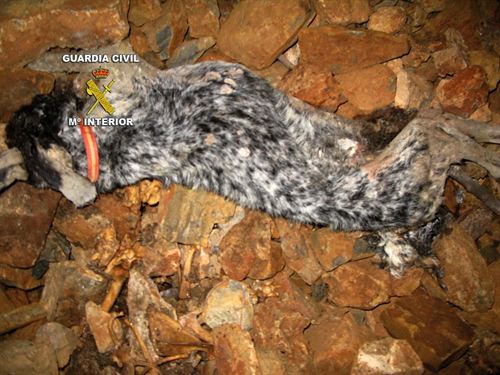 Castilla- La Mancha. Detenido tras la aparición de varios perros de caza muertos