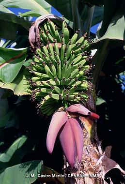 Innovador bioinsecticida para controlar una plaga que afecta a platanares