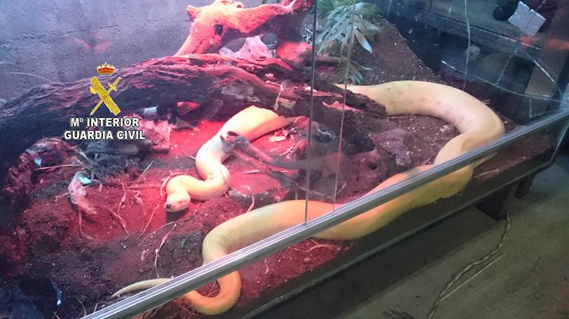 El SEPRONA interviene 12 animales exóticos en O Porriño (Galicia)