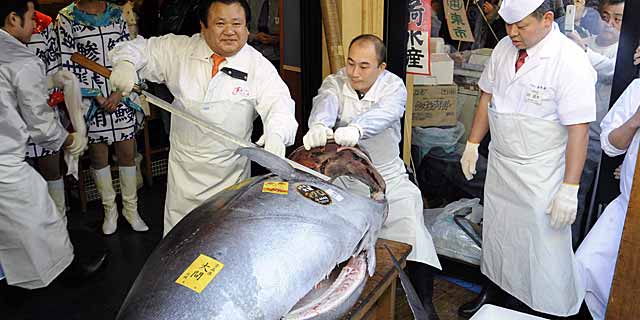 Tráfico ilegal masivo  de atún rojo a través de Panamá