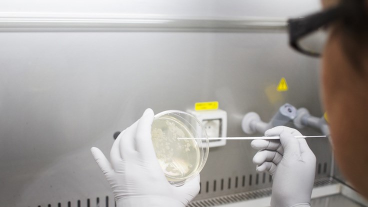 Carbios begins pilot-scale production of biodegradable plastics