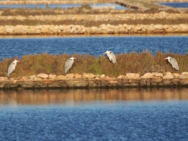 ANSE hace llegar agua a las Salinas de Marchamalo (Mar Menor)